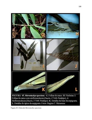 108
Figura 45. Fotos de Merostachys speciosa.
 
