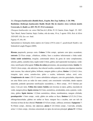113
3.1. Chusquea bambusoides (Raddi) Hack., Ergebn. Bot. Exp. Sudbras. 1: 20. 1906.
Basiônimo: Rettbergia bambusoides Raddi. Brasil: Rio de Janeiro: circa verticem montis
Corcovado, G. Raddi s.n. (HT: PI; IT: FI (2 exsicatas)).
Chusquea bambusoides var. minor McClure & L.B.Sm. Fl. Il. Catarin. Gram. Suppl.: 25. 1967.
Tipo: Brasil, Santa Catarina: Itajai, Cunhas, orla da mata, 10 m, 5 agosto 1954, Reitz & Klein
2020 (HT: US). Syn. nov. Ined.
Figuras: 47, 48 e 49.
Apresentam-se ilustrações desta espécie em Camus (1913) como C. gaudichaudii Kunth e em
Schmidt & Longhi-Wagner (2009).
Rizoma paquimofo, pescoço curto. Colmos 2-10m compr., apoiante com ápice escandente;
entrenós 22-33cm compr., cilíndricos, sólidos, lisos a escabros inferiormente a linha nodal.
Linha nodal assimétrica, irregular, contornando abaixo da gema do ramo complementar,
saliente, glabra, castanho-clara, região nodal 2-4mm, glabra; anel supranodal inconspícuo, verde-
clara; ramificação infravaginal. Folhas do colmo persistentes, não pseudopecioladas; bainha 16-
19x0,9-1,8cm compr., não aderentes, face abaxial escabra, castanho-clara com algumas manchas
mais escuras, face adaxial glabra, brilhante, margem glabra a pilosa; lâmina 1,5-2,9x0,2-1,9cm,
triangular, ápice setosa, castanho-clara, glabra a escabra, tardiamente caduca, séssil, ereta.
Complemento de ramo (-3)5-12 ramos subsidiários subiguais, com nós geniculados, dispostos
em uma fileira curva ao redor do ramo central, com crescimento verticilado, dando aspecto
aracnóide, podendo apresentar ramificações sucundárias, c. 40cm compr., 10-13 lâminas por
ramo, 2 nós por ramo. Folhas dos ramos: bainha sem tricomas no ápice, glabra, maculada de
verde, margem pilosa; lígula externa 0,4-1mm, assimétrica, arredondada, ereta a patente, verde-
clara, glabra; lígula interna 1-2,5mm assimétrica, obtusa, membranácea, margem ciliolada;
pseudopecíolo 1-3mm compr., verde, glabro em ambas as faces; lâminas 6,5-21,5x1,2-5cm,
oblongo-lanceoladas, glabras em ambas as faces, margem lisa a escabra, sem um tufo de
tricomas na base da face abaxial. Panícula 4,5-8,5cm compr., sublaxas, terminais. Espiguetas 7-
9(-10)mm compr., alternas, não adpressas; gluma I 2,8-3,8mm compr., 3-nervada, aristada,
arista 1-1,2mm compr., tricomas concentrado no ápice da nervura principal; gluma II 3-3,9mm
 