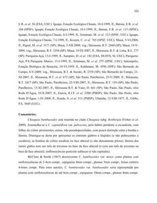 115
E.R. et al. 56 (ESA, UEC); Iguape, Estação Ecológica Chauás, 10-I-1999, fl., Batista, E.R. et al.
104 (SPSF); Iguape, Estação Ecológica Chauás, 10-I-1999, fl., Batista, E.R. et al. 113 (SPSF);
Iguape, Estação Ecológica Chauás, 6-I-1999, fl., Sztutman, M. et al. 123 (SPSF, UEC); Iguape,
Estação Ecológica Chauás, 7-I-1999, fl., Kozera, C. et al. 765 (SPSF, UEC); Mauá, 5-VI-2008,
fl., Pignal, M. et al. 3171 (SP); Mauá, 3-XII-2009, veg., Shirasuna, R.T. 2660 (SP); Mauá, 19-V-
2009, veg., Shirasuna, R.T. 2394 (SP); Mauá, 10-IX-2007, fl., Shirasuna, R.T. & Lima, R.L. 277
(SP); Pariquera-Açú, 13-I-1999, fl., Sampaio, D. et al. 182 (ESA, HUEFS, SI, UEC); Pariquera-
Açú, P.E.Pariquera Abaixo, 13-I-1999, fl., Sztutman, M. et al. 275 (SPSF, UEC); Salesópolis,
Estação Biológica de Boracéia, 10-VI-1959, fl., Kuhlmann, M. 4596 (SPF); São Bernardo do
Campo, 6-V-2009, veg., Shirasuna, R.T. & Suzuki, R. 2358 (SP); São Bernardo do Campo, 21-
XI-2007, fl., Shirasuna, R.T. et al. 672 (SP); São Paulo, Parelheiros, 25-V-2009, fl., Shirasuna,
R.T. 2417 (SP); São Paulo, Parelheiros, 22-VIII-2007, fl., Shirasuna, R.T. 159 (SP); São Paulo,
Parelheiros, 13-XI-2007, fl., Shirasuna R.T. & Yano, O. 661 (SP); São Paulo, São Paulo, sítio
Roda D’Água, 10-X-2007, fl., Garcia, R.J.F. et al. 3200 (PMSP); São Paulo, São Paulo, sítio
Roda D’Água, 1-IV-2008, fl., Honda, S. et al. 515 (PMSP); Ubatuba, 12-VIII-1977, fl., Gibbs,
P.E. 5645 (UEC).
Comentários:
Chusquea bambusoides está inserida no clado Chusquea subg. Rettbergia (Fisher et al.
2009). Assemelha-se a C. capituliflora var. pubescens, pelo hábito pendente a escandente, com
folhas do colmo persistentes, eretas, não pseudopecioladas, com pouca distinção entre a bainha e
lâmina. Distingue-se desta por apresentar os entrenós glabros a híspidos (e não pubescentes a
escabros); as bainhas do colmo escabras na face abaxial (e não densamente pilosa); lâmina dos
ramos glabra sem um tufo de tricomas na base da face abaxial (e com um tufo de tricomas na
base da face abaxial); sinflorescências panícula sublaxas (e não capitadas).
McClure & Smith (1967) descreveram C. bambusoides var. minor como plantas com
sinflorescências de 2-4cm compr., espiguetas 8mm compr., glumas 3mm compr., lemas estéreis
4-6mm compr. Para estes autores, C. bambusoides var. bambusoides seria representada por
plantas com sinflorescências de até 8cm compr., espiguetas 10mm compr., glumas 4mm compr.
 