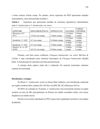116
e lemas estéreis 6-8mm compr. No entanto, vários espécimes do PEFI apresentam medidas
intermediárias, como demonstrado na tabela 1.
Tabela 1. Espécimes que apresentam medidas de estruturas reprodutivas intermediárias
entre C. bambusoides e C. bambusoides var. minor.
ESPÉCIME SINFLORESCÊNCIA ESPIGUETAS GLUMAS
LEMAS
ESTÉREIS
Shirasuna, R.T.
2817 7,5-8,5 cm compr. 7-8mm compr.
1,5-3mm
compr.
4-6mm
compr.
Sendulsky, T. 1402 4-7 cm compr. 9-10mm compr.
2-2,5mm
compr.
3-6mm
compr.
Sendulsky, T. 1401 4-7 cm compr. 7-9mm compr.
2-4mm
compr.
4-7mm
compr.
Handro, O. s.n. SP
48302 4,5-5,5 cm compr. 8-9mm compr.
3-4mm
compr.
4-7mm
compr.
Portanto, com base nestas evidências, Chusquea bambusoides var. minor McClure &
L.B.Sm. é aqui considerada como sinônimo heterotípico de Chusquea bambusoides (Raddi)
Hack. A formalização da sinonímia será feita posteriormente.
A cariopse desta espécie ainda não é conhecida. No material examinado, nenhuma
cariopse foi encontrada.
Distribuição e ecologia:
No Brasil, C. bambusoides ocorre no bioma Mata Atlântica, com distribuição conhecida
nas regiões nordeste (BA), sudeste (ES, SP, RJ) e sul (PR, RS, SC) (Shirasuna 2011a).
No PEFI, foi coletada em 10 pontos. C. bambusoides está concentrada somente na região
nordeste em área do IBt, principalmente na floresta em estádio secundário tardio, com menor
freqüência em estádio inicial.
Devido à sua recente reprodução no PEFI, quase toda a população encontra-se em estágio
de plântula.
 