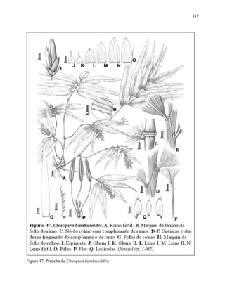 119
Figura 47. Prancha de Chusquea bambusoides.
 