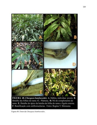 120
FIGURA 48. Chusquea bambusoides A. Hábito, indivíduo jovem. B.
Detalhe das folhas do ramo. C. Plântula. D. Nó do complemento de
ramo. E. Detalhe do ápice da bainha da folha do ramo e lígula externa.
F. Ramificação com sinflorescências. Fotos: Regina T. Shirasuna
Figura 48. Fotos de Chusquea bambusoides.
 