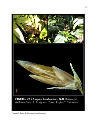 121
FIGURA 49. Chusquea bambusoides G-H. Ramo com
sinflorescência. I. Espigueta. Fotos: Regina T. Shirasuna
Figura 48. Fotos de Chusquea bambusoides.
Figura 49. Fotos de Chusquea bambusoides.
 