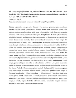 122
3.2. Chusquea capituliflora Trin. var. pubescens McClure & L.B. Sm., Fl. Il. Catarin. Gram.
Suppl.: 28. 1967. Tipo: Brasil: Santa Catarina: Brusque, mata do Hoffman, capoerão, 40
m, 18 ago. 1953, Klein 572 (HT: US-2151364).
Figuras: 51, 52 e 53.
Apresenta-se ilustração desta espécie em Schmidt & Longhi-Wagner (2009).
Rizoma paquimorfo, pescoço curto. Colmos 4-10m compr., apoiantes, ápice escandentes;
entrenós 24-27cm compr., pubescentes a escabros. Linha nodal assimétrica, saliente, com
tricomas esparsos, castanho-vinácea, região nodal c. 5mm, glabra, verde-clara; anel supranodal
conspícuo, verde-vináceo, ramificação infravaginal. Complemento de ramo (-5)10-30 ramos
subsidiários subiguais, nós basais geniculados, dispostos em 1-2 fileiras curvas ao redor do ramo
central, dando aspecto aracnoide, alguns com ramificação secundária, 10-30cm compr., 4-7
lâminas por ramo, 2-3 nós por ramo. Folhas do colmo persistentes, não pseudopecioladas, com
pouca distinção entre lâmina e bainha, ultrapassando ou não o próximo nó; bainha 12-25,7x1-
2,7cm, não aderentes, face abaxial densamente pilosa, escabrosa, castanha, com pontuações
escuras, face adaxial glabra, castanho-brilhante, margem pilosa; lâmina 2,5-9,7x0,4-0,5cm,
lanceolada, ápice setosa, castanho-clara, escabra, tardiamente caduca, séssil, ereta. Folhas dos
ramos: bainha com finos tricomas no ápice, com máculas esverdeadas, pubescentes, margem
ciliada ou não; lígula externa ereta, glabra ou uma faixa de tricomas; lígula interna 0,8-1,2mm,
assimétrica, truncada, membranosa com margem inteira, verde, glabra; pseudopecíolo 1-2mm
compr., glabros a híspidos em ambos os lados; lâminas 6,5-15,6x1-1,5(-2,4)cm, lanceoladas,
glabras em ambas as faces ou face abaxial hirsuta, às vezes com um tufo de tricomas na base da
face abaxial. Panícula 1-3cm compr., capitada, terminal. Espiguetas (-4)6-8mm compr.; gluma
I 2-4(-5)mm compr., 1-3-nervada, aristada, arista 1-1,8mm, pilosa; gluma II 2-4mm compr., 3-
5-nervada, aristada, arista 1-1,8mm, pilosa; lema I 3-4,8mm compr., 5-7-nervado, aristada, arista
c. 1mm, piloso; lema II 5-6mm compr., 7-nervado, mucronado, glabro a metade superior piloso;
lema fértil c. 7mm compr., 9-nervado, apiculado, glabro a metade superior piloso; pálea c. 7mm
compr., 2-nervada, híspida; lodículas 1,5-1,7mm compr., lanceoladas, margem cilioladas;
anteras c. 4,5mm compr., castanhas. Cariopse não vista.
 