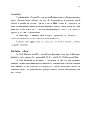 124
Comentários:
A variedade típica (C. capituliflora var. capituliflora) apresenta as folhas dos ramos com
bainhas e lâminas glabras, espiguetas com lema I 4/5 do comprimento da espigueta e lema II
subigual ao tamanho da espigueta. Esta não ocorre no PEFI. Somente C. capituliflora var.
pubescens com bainhas dos ramos geralmente pubescentes, às vezes glabras, lâminas dos ramos
pubescentes na face abaxial; lema I ½ do comprimento da espigueta e lema II ¾ do tamanho da
espigueta (Clark 2001) foram localizadas.
As semelhanças e diferenças entre Chusquea capituliflora var. pubescens e C.
bambusoides são mencionadas nos comentários sob C. bambusoides.
A cariopse desta espécie ainda não é conhecida. No material examinado, nenhuma
cariopse foi encontrada.
Distribuição e ecologia:
No Brasil, Chusquea capituliflora var. pubescens é nativa do bioma Mata Atlântica, com
distribuição conhecida nas regiões sudeste (MG, RJ, SP) e sul (PR, RS, SC) (Shirasuna 2011a).
No PEFI, foi coletada em 40 pontos. C. capituliflora var. pubescens está amplamente
distribuída em praticamente todas as partes da floresta em estádio secundário inicial e secundário
médio. Devido à recente reprodução, todas as populações estavam em estágio de plântula, ou
ainda muito jovens. Uma quantidade muito grande de plântulas foi vista, desenvolvendo-se em
meio à floresta.
 