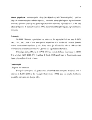126
Nomes populares: bambu-trepador (http://pt.wikipedia.org/wiki/Bambu-trepador), gurixima
(http://pt.wikipedia.org/wiki/Bambu-trepador), criciúma (http://pt.wikipedia.org/wiki/Bambu-
trepador), quixiúme (http://pt.wikipedia.org/wiki/Bambu-trepador), taquari (Garcia, R.J.F. 99),
taboca (Filgueiras & Santos-Gonçalves 2006), taquarinha (http://pt.wikipedia.org/wiki/Bambu-
trepador).
Fenologia:
No PEFI, Chusquea capituliflora var. pubescens foi registrada fértil nos anos de 1926,
1942, 1974, 2005, 2008 e 2009. Esse padrão sugere um ciclo de vida de 16 anos, podendo
ocorrer florescimento esporádico (Clark 2001), sendo que nos anos de 1958 e 1990 deve ter
ocorrido novo ciclo reprodutivo no PEFI, porém, não registrado nos herbários.
O holótipo Klein, R.M. 572 de 18-VIII-1953 e a exsicata de Santa Catarina de 13-I-1958,
Reitz & Klein 6203 (HBR, US) (McClure & Smith 1967) confirmam o florescimento nesta
época, reforçando o ciclo de 16 anos.
Conservação:
Categoria: não ameaçada.
Chusquea capituliflora var. pubescens é considerada não ameaçada, de acordo com os
critérios da IUCN (2001) e da Fundação Biodiversitas (2005), pela sua ampla distribuição
geográfica e presença em diversas UCs.
 
