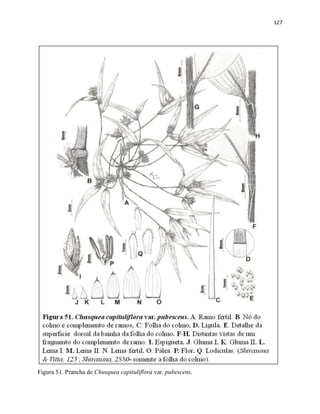 127
Figura 51. Prancha de Chusquea capituliflora var. pubescens.
 