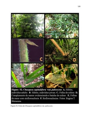 128
Figura 52. Fotos de Chusquea capituliflora var. pubescens.
 