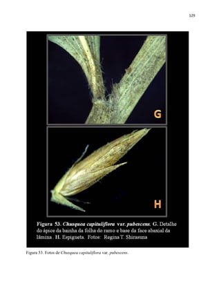 129
Figura 53. Fotos de Chusquea capituliflora var. pubescens.
 