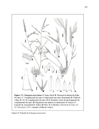 135
Figura 55. Prancha de Chusquea meyeriana.
 
