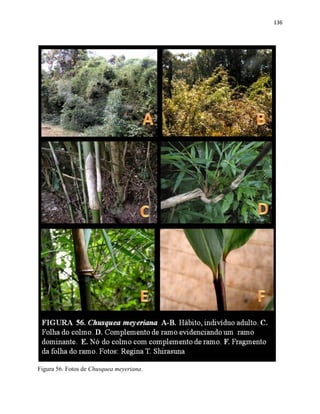 136
Figura 56. Fotos de Chusquea meyeriana.
 