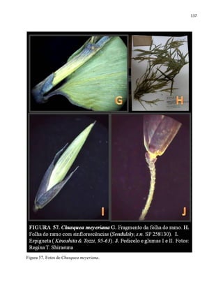 137
Figura 57. Fotos de Chusquea meyeriana.
 