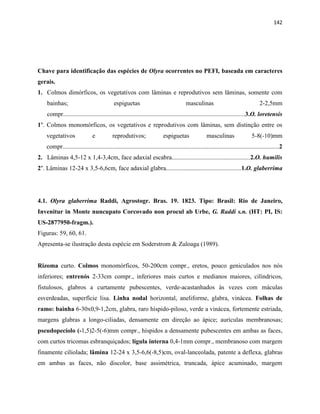 142
Chave para identificação das espécies de Olyra ocorrentes no PEFI, baseada em caracteres
gerais.
1. Colmos dimórficos, os vegetativos com lâminas e reprodutivos sem lâminas, somente com
bainhas; espiguetas masculinas 2-2,5mm
compr....................................................................................................................3.O. loretensis
1’. Colmos monomórficos, os vegetativos e reprodutivos com lâminas, sem distinção entre os
vegetativos e reprodutivos; espiguetas masculinas 5-8(-10)mm
compr..........................................................................................................................................2
2. Lâminas 4,5-12 x 1,4-3,4cm, face adaxial escabra..................................................2.O. humilis
2’. Lâminas 12-24 x 3,5-6,6cm, face adaxial glabra................................................1.O. glaberrima
4.1. Olyra glaberrima Raddi, Agrostogr. Bras. 19. 1823. Tipo: Brasil: Rio de Janeiro,
Invenitur in Monte nuncupato Corcovado non procul ab Urbe, G. Raddi s.n. (HT: PI, IS:
US-2877950-fragm.).
Figuras: 59, 60, 61.
Apresenta-se ilustração desta espécie em Soderstrom & Zuloaga (1989).
Rizoma curto. Colmos monomórficos, 50-200cm compr., eretos, pouco geniculados nos nós
inferiores; entrenós 2-33cm compr., inferiores mais curtos e medianos maiores, cilíndricos,
fistulosos, glabros a curtamente pubescentes, verde-acastanhados às vezes com máculas
esverdeadas, superfície lisa. Linha nodal horizontal, aneliforme, glabra, vinácea. Folhas de
ramo: bainha 6-30x0,9-1,2cm, glabra, raro híspido-piloso, verde a vinácea, fortemente estriada,
margens glabras a longo-ciliadas, densamente em direção ao ápice; aurículas membranosas;
pseudopecíolo (-1,5)2-5(-6)mm compr., híspidos a densamente pubescentes em ambas as faces,
com curtos tricomas esbranquiçados; lígula interna 0,4-1mm compr., membranoso com margem
finamente ciliolada; lâmina 12-24 x 3,5-6,6(-8,5)cm, oval-lanceolada, patente a deflexa, glabras
em ambas as faces, não discolor, base assimétrica, truncada, ápice acuminado, margem
 