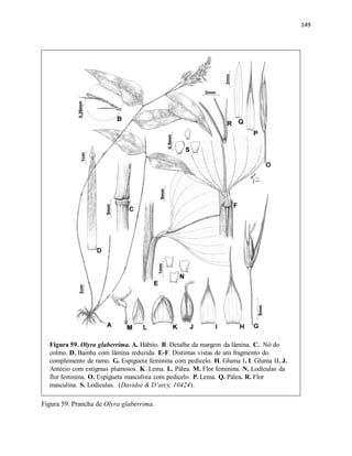 149
Figura 59. Olyra glaberrima. A. Hábito. B. Detalhe da margem da lâmina. C. Nó do
colmo. D. Bainha com lâmina reduzida. E-F. Distintas vistas de um fragmento do
complemento de ramo. G. Espigueta feminina com pedicelo. H. Gluma I. I. Gluma II. J.
Antécio com estígmas plumosos. K. Lema. L. Pálea. M. Flor feminina. N. Lodículas da
flor feminina. O. Espigueta masculina com pedicelo. P. Lema. Q. Pálea. R. Flor
masculina. S. Lodículas. (Davidse & D’arcy, 10424).
Figura 59. Prancha de Olyra glaberrima.
 