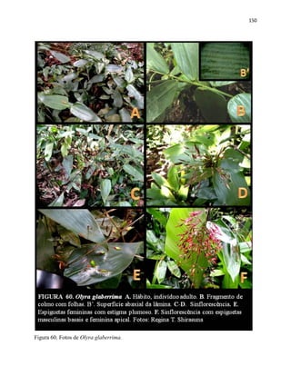 150
Figura 60. Fotos de Olyra glaberrima.
 