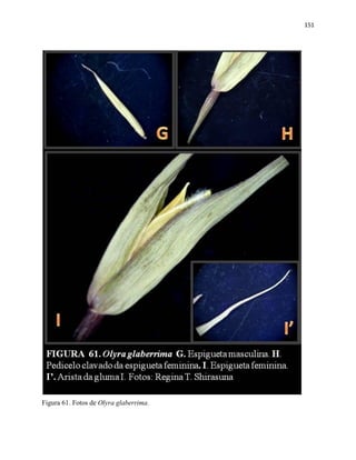 151
Figura 61. Fotos de Olyra glaberrima.
 