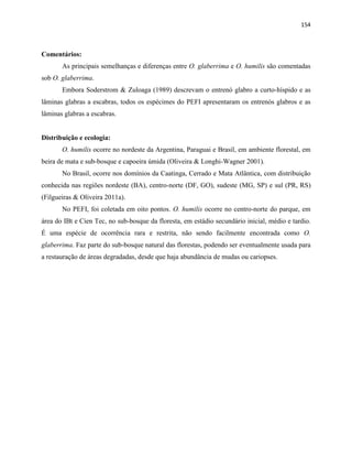 154
Comentários:
As principais semelhanças e diferenças entre O. glaberrima e O. humilis são comentadas
sob O. glaberrima.
Embora Soderstrom & Zuloaga (1989) descrevam o entrenó glabro a curto-híspido e as
lâminas glabras a escabras, todos os espécimes do PEFI apresentaram os entrenós glabros e as
lâminas glabras a escabras.
Distribuição e ecologia:
O. humilis ocorre no nordeste da Argentina, Paraguai e Brasil, em ambiente florestal, em
beira de mata e sub-bosque e capoeira úmida (Oliveira & Longhi-Wagner 2001).
No Brasil, ocorre nos domínios da Caatinga, Cerrado e Mata Atlântica, com distribuição
conhecida nas regiões nordeste (BA), centro-norte (DF, GO), sudeste (MG, SP) e sul (PR, RS)
(Filgueiras & Oliveira 2011a).
No PEFI, foi coletada em oito pontos. O. humilis ocorre no centro-norte do parque, em
área do IBt e Cien Tec, no sub-bosque da floresta, em estádio secundário inicial, médio e tardio.
É uma espécie de ocorrência rara e restrita, não sendo facilmente encontrada como O.
glaberrima. Faz parte do sub-bosque natural das florestas, podendo ser eventualmente usada para
a restauração de áreas degradadas, desde que haja abundância de mudas ou cariopses.
 