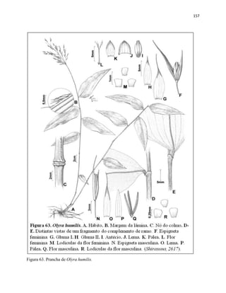 157
Figura 63. Prancha de Olyra humilis.
 