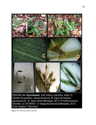 158
Figura 64. Fotos de Olyra humilis.
 