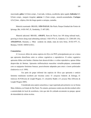 160
mucronado; pálea 1,8-2mm compr., 2-nervada, violácea, escabérula, ápice agudo; lodículas 0,3-
0,5mm compr., margem irregular; anteras 1-1,5mm compr., amarelo-acastanhadas. Cariopse
4,5x2,2mm , elíptica, hilo tão longo quanto a cariopse, castanha.
Material examinado: BRASIL; SÃO PAULO, São Paulo, Parque Estadual das Fontes do
Ipiranga, IBt, 14-III-1967, fl., Sendulsky, T. 607 (SP).
Material adicional: BRASIL; AMAPÁ, Serra do Navio, km 189 along railroad track.,
growing in forest along road subtending railroad, 3-XII-1974, fl., Calderón, C.E. 2280 (SP, US);
AMAZONAS, Humaitá, c. 50km ocidente da cidade, mata de terra firme, 28-XI-1977, fl.,
Brantjes, N.B.M. 100503 (UEC).
Comentários:
O. loretensis difere de outras espécies de Olyra do PEFI, principalmente por ser a única
que apresenta dimorfismo entre os colmos vegetativos e reprodutivos. O colmo vegetativo
apresenta folhas com bainha e lâminas bem desenvolvidas e o colmo reprodutivo, apenas folhas
desprovidas de lâminas. Apresenta sinflorescência masculina vermelho-púrpura, contrastando
com as espiguetas femininas brancas, possivelmente adaptadas para atrair o inseto polinizador
(Judziewicz et al. 1999).
Faz parte do grupo informal das espécies de Olyra que apresenta o antécio
feminino totalmente recoberto por tricomas como: O. amapana Soderstr. & Zuloaga, O.
bahiensis R.P.Oliveira & Longhi-Wagner, O. ciliatifolia Raddi e O. juruana Mez (Oliveira &
Longhi-Wagner 2005).
Considerada uma espécie amazônica, é aqui registrada pela primeira vez no bioma
Mata Atlântica, no Estado de São Paulo. No entanto, permanece ainda uma dúvida residual sobre
a autenticidade do local de ocorrência, visto que não foi coletada novamente no parque, apesar
da intensidade de coletas na área.
 