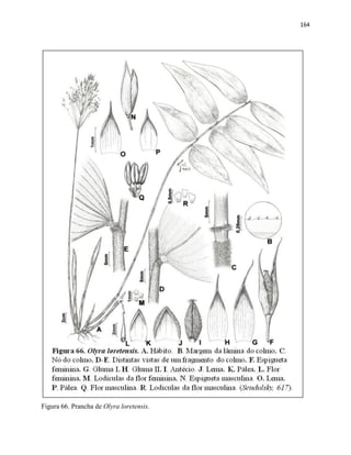 164
Figura 66. Prancha de Olyra loretensis.
 