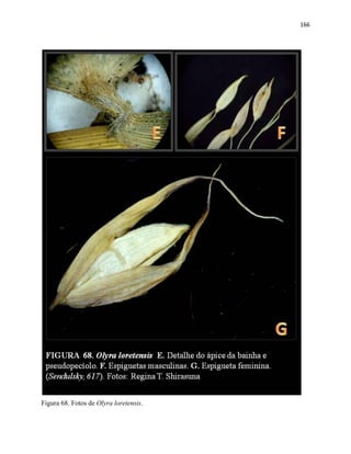 166
Figura 68. Fotos de Olyra loretensis.
 