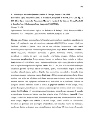 169
5.1. Parodiolyra micrantha (Kunth) Davidse & Zuloaga, Novon 9: 590. 1999.
Basiônimo: Olyra micrantha Kunth, in Humboldt, Bonpland & Kunth, Nov. Gen. Sp. 1:
199. 1816. Tipo: Venezuela. Amazonas: Maypures rapids of the Orinoco River, Humboldt
& Bonpland s.n. (HT, P, microficha, fragmento US-2877940).
Figuras: 70 e 71.
Apresentam-se ilustrações desta espécie em Soderstrom & Zuloaga (1989), Renvoize (1998) e
Judziewicz et al. (1999) como Olyra micrantha Humboldt, Bonpland & Kunth
Rizoma curto. Colmos monomórficos, 0,5-3m altura, eretos na base, escandentes a pendentes no
ápice, 1-3 ramificações nos nós superiores; entrenó (-4,0)5-21(-29)cm compr., cilíndricos,
fistulosos, estriados e glabros, verde com ou sem máculas verde-escuras. Linha nodal
horizontal, pouco espessada, curtamente pubescente a glabra, negra. Folhas de ramo: bainha 5-
11x0,5-1,1(-2,4)cm, densamente pubescente a glabra, fortemente estriada, estramínea,
esverdeada a vinácea, às vezes com máculas esverdeadas, margem ciliolada, aurícula
inconspícua; pseudopecíolo 2-3mm compr., híspido em ambas as faces, castanho a vináceo;
lígula interna (-2)5-10(-15)mm compr., membrano-ciliolada a inteira, superfície adaxial glabra e
abaxial esparsamente pubescente a glabra; lâmina 6,5-17x1,3-4,5cm, oval-lanceolada a oblongo-
lanceolada, patente, superfície adaxial esverdeada, glabra, ocasionalmente híspida a escabra,
superfície abaxial glauca, glabra a híspida, base assimétrica, subcordada a truncada, ápice
acuminado, margem curtamente escabra. Panículas 4-20,5cm compr., piramidal, aberta, difusa,
terminal e/ou axilar, os inferiores verticilados somente com espiguetas masculinas, superiores
alternos somente com espiguetas femininas ou só masculinas ou só femininas. Pedicelo da
espigueta feminina filiforme, escabra a híspida. Espiguetas femininas 4-6mm compr., ovais;
glumas 2 desiguais, mais longas que o antécio, separadas por um entrenó, caindo com o antécio;
antécio fértil 1; gluma I 4-6mm compr., mais longa que a gluma II, raro subiguais, 5-nervada,
verde-olivácea, densamente híspida a escabra, aristada, arista 1,5-2(-8)mm; gluma II 2-5mm
compr., 3-5-nervada, verde-olivácea, densamente híspida a escabra, aristada a subulada, arista 1-
4mm compr.; estípite nula; antécio 2,5-3,5mm compr., creme, oliváceo ou acastanhado,
foveolado ou pontuado com escavações arredondadas, sem manchas escuras na maturação,
escabro em direção ao ápice do lema a completamente glabro; lema 2,5-3mm compr., 5-nervado;
 