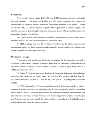 175
Comentários:
P. micrantha é a única espécie da tribo Olyreae do PEFI, que apresenta uma ramificação
nos nós medianos e até duas ramificações nos nós basais. Apresenta dois pontos de
desarticulação na espigueta feminina, um abaixo do antécio e outro abaixo das glumas (Zuloaga
& Davidse 1999). As demais espécies do gênero Olyra apresentam os colmos simples, sem
ramificações, com a desarticulação localizada acima das glumas. Maiores detalhes estão nos
comentários do gênero Parodiolyra.
Esta espécie possui grande amplitude relacionada ao tamanho das plantas, as de menor
tamanho, entre 0,5-1m altura, e as mais robustas, com até 3m altura.
No PEFI, a grande maioria é do tipo menos robusta de até 1m altura, crescendo nas
margens das matas e em locais mais ensolarados, podendo ser encontrado o tipo robusto, com
menor frequência, no sub-bosque da floresta.
Distribuição e ecologia:
P. micrantha está amplamente distribuída na América do Sul, ocorrendo nos Andes,
Argentina, Bolívia, Brasil, Colômbia, Paraguai e Venezuela, em fragmentos de floresta atlântica
secundária, bordas de florestas e áreas alteradas (Oliveira & Longhi-Wagner 2001), entre 20 e
1065m.s.m. (Renvoize 1984).
No Brasil, P. micrantha ocorre nos domínios da Amazônia, Caatinga e Mata Atlântica,
com distribuição conhecida nas regiões: norte (AC, AM, PA, RO), nordeste (AL, BA, MA, PE,
SE), centro-oeste (MS), sudeste (ES, MG, RJ, SP) e sul (PR, RS, SC) (Filgueiras & Oliveira
2011b).
No PEFI, foi coletada em 37 pontos, estando amplamente distribuída em todas as regiões:
margens de matas, clareiras e no sub-bosque das florestas em estádio primário, secundário
inicial, médio e tardio. Ocorre preferencialmente em ambiente sombreado, porém também sob
alta intensidade luminosa. É uma espécie que pode alastrar-se por vários metros, no sub-bosque
das florestas, mas faz parte natural do estrato herbáceo e subarbustivo. É indicada para a
restauração do sub-bosque das áreas degradadas.
 