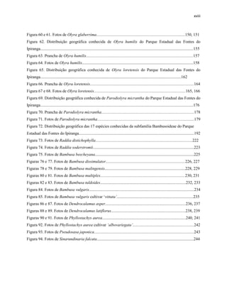 xviii
Figura 60 e 61. Fotos de Olyra glaberrima.......................................................................................150, 151
Figura 62. Distribuição geográfica conhecida de Olyra humilis do Parque Estadual das Fontes do
Ipiranga......................................................................................................................................................155
Figura 63. Prancha de Olyra humilis.........................................................................................................157
Figura 64. Fotos de Olyra humilis.............................................................................................................158
Figura 65. Distribuição geográfica conhecida de Olyra loretensis do Parque Estadual das Fontes do
Ipiranga..........................................................................................................................................162
Figura 66. Prancha de Olyra loretensis......................................................................................................164
Figura 67 e 68. Fotos de Olyra loretensis..........................................................................................165, 166
Figura 69. Distribuição geográfica conhecida de Parodiolyra micrantha do Parque Estadual das Fontes do
Ipiranga......................................................................................................................................................176
Figura 70. Prancha de Parodiolyra micrantha...........................................................................................178
Figura 71. Fotos de Parodiolyra micrantha...............................................................................................179
Figura 72. Distribuição geográfica das 17 espécies conhecidas da subfamília Bambusoideae do Parque
Estadual das Fontes do Ipiranga.................................................................................................................192
Figura 73. Fotos de Raddia distichophylla...............................................................................................222
Figura 74. Fotos de Raddia soderstromii...................................................................................................223
Figura 75. Fotos de Bambusa beecheyana.................................................................................................225
Figuras 76 e 77. Fotos de Bambusa dissimulator..............................................................................226, 227
Figuras 78 e 79. Fotos de Bambusa malingensis...............................................................................228, 229
Figuras 80 e 81. Fotos de Bambusa multiplex...................................................................................230, 231
Figuras 82 e 83. Fotos de Bambusa tuldoides....................................................................................232, 233
Figura 84. Fotos de Bambusa vulgaris.......................................................................................................234
Figura 85. Fotos de Bambusa vulgaris cultivar ‘vittata’...........................................................................235
Figuras 86 e 87. Fotos de Dendrocalamus asper...............................................................................236, 237
Figuras 88 e 89. Fotos de Dendrocalamus latiflorus.........................................................................238, 239
Figuras 90 e 91. Fotos de Phyllostachys aurea..................................................................................240, 241
Figura 92. Fotos de Phyllostachys aurea cultivar ‘albovariegata’............................................................242
Figura 93. Fotos de Pseudosasa japonica..................................................................................................243
Figura 94. Fotos de Sinarundinaria falcata...............................................................................................244
 