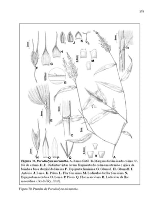178
Figura 70. Prancha de Parodiolyra micrantha.
 