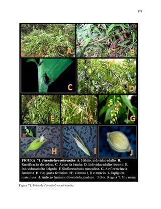 179
Figura 71. Fotos de Parodiolyra micrantha.
 