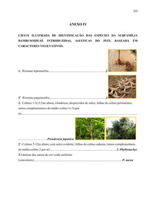 215
ANEXO IV
CHAVE ILUSTRADA DE IDENTIFICAÇÃO DAS ESPÉCIES DA SUBFAMÍLIA
BAMBUSOIDEAE INTRODUZIDAS, ASIÁTICAS DO PEFI, BASEADA EM
CARACTERES VEGETATIVOS.
1. Rizomas leptomorfos................................................................ ..........2
1’. Rizomas paquimorfos..........................................................................4
2. Colmos 1-3(-5,5)m altura, cilíndricos, desprovidos de sulco; folhas do colmo persistentes;
ramos complementares do médio-colmo 1(-3) por
nó........................................................................................................................................................
......................................Pseudosasa japonica
2’. Colmos 5-12m altura; com sulco evidente; folhas do colmo caducas; ramos complementares
do médio-colmo 2 por nó........................................................................................3. Phyllostachys
3.Lâminas dos ramos de cor verde uniforme
(concolores)....................................................................................................................P. aurea
 