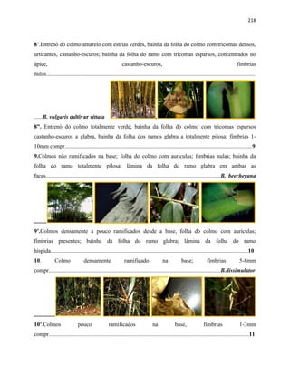 218
8’.Entrenó do colmo amarelo com estrias verdes, bainha da folha do colmo com tricomas densos,
urticantes, castanho-escuros; bainha da folha do ramo com tricomas esparsos, concentrados no
ápice, castanho-escuros, fímbrias
nulas...................................................................................................................................................
......B. vulgaris cultivar vittata .
8”. Entrenó do colmo totalmente verde; bainha da folha do colmo com tricomas esparsos
castanho-escuros a glabra, bainha da folha dos ramos glabra a totalmente pilosa; fímbrias 1-
10mm compr....................................................................................................................................9
9.Colmos não ramificados na base; folha do colmo com aurículas; fímbrias nulas; bainha da
folha do ramo totalmente pilosa; lâmina da folha do ramo glabra em ambas as
faces...........................................................................................................................B. beecheyana
.........
9’.Colmos densamente a pouco ramificados desde a base, folha do colmo com aurículas;
fímbrias presentes; bainha da folha do ramo glabra; lâmina da folha do ramo
híspida...........................................................................................................................................10
10. Colmo densamente ramificado na base; fímbrias 5-8mm
compr.........................................................................................................................B.dissimulator
...............
10’.Colmos pouco ramificados na base, fímbrias 1-3mm
compr.............................................................................................................................................11
 