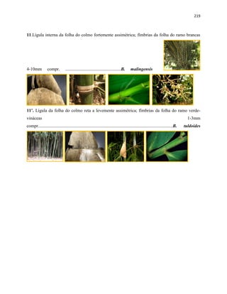 219
11.Lígula interna da folha do colmo fortemente assimétrica; fímbrias da folha do ramo brancas
4-10mm compr. ..................................................B. malingensis
11’. Lígula da folha do colmo reta a levemente assimétrica; fímbrias da folha do ramo verde-
vináceas 1-3mm
compr.........................................................................................................................B. tuldoides
 