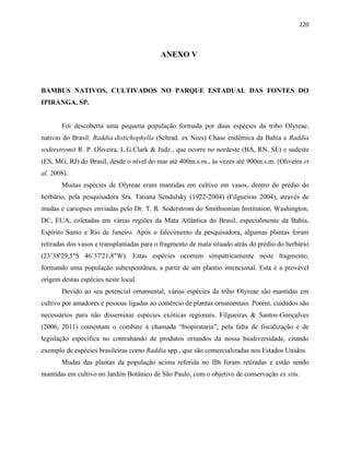 220
ANEXO V
BAMBUS NATIVOS, CULTIVADOS NO PARQUE ESTADUAL DAS FONTES DO
IPIRANGA, SP.
Foi descoberta uma pequena população formada por duas espécies da tribo Olyreae,
nativas do Brasil: Raddia distichophylla (Schrad. ex Nees) Chase endêmica da Bahia e Raddia
soderstromii R. P. Oliveira, L.G.Clark & Judz., que ocorre no nordeste (BA, RN, SE) e sudeste
(ES, MG, RJ) do Brasil, desde o nível do mar até 400m.s.m., às vezes até 900m.s.m. (Oliveira et
al. 2008).
Muitas espécies de Olyreae eram mantidas em cultivo em vasos, dentro do prédio do
herbário, pela pesquisadora Sra. Tatiana Sendulsky (1922-2004) (Filgueiras 2004), através de
mudas e cariopses enviadas pelo Dr. T. R. Soderstrom do Smithsonian Institution, Washington,
DC, EUA, coletadas em várias regiões da Mata Atlântica do Brasil, especialmente da Bahia,
Espírito Santo e Rio de Janeiro. Após o falecimento da pesquisadora, algumas plantas foram
retiradas dos vasos e transplantadas para o fragmento de mata situado atrás do prédio do herbário
(23˚38'29,5"S 46˚37'21,8"W). Estas espécies ocorrem simpatricamente neste fragmento,
formando uma população subespontânea, a partir de um plantio intencional. Esta é a provável
origem destas espécies neste local.
Devido ao seu potencial ornamental, várias espécies da tribo Olyreae são mantidas em
cultivo por amadores e pessoas ligadas ao comércio de plantas ornamentais. Porém, cuidados são
necessários para não disseminar espécies exóticas regionais. Filgueiras & Santos-Gonçalves
(2006, 2011) comentam o combate à chamada “biopirataria”, pela falta de fiscalização e de
legislação específica no contrabando de produtos oriundos da nossa biodiversidade, citando
exemplo de espécies brasileiras como Raddia spp., que são comercializadas nos Estados Unidos.
Mudas das plantas da população acima referida no IBt foram retiradas e estão sendo
mantidas em cultivo no Jardim Botânico de São Paulo, com o objetivo de conservação ex situ.
 