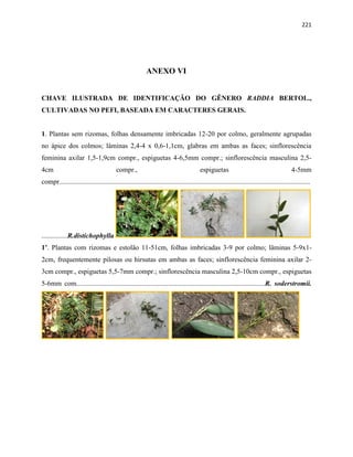 221
ANEXO VI
CHAVE ILUSTRADA DE IDENTIFICAÇÃO DO GÊNERO RADDIA BERTOL.,
CULTIVADAS NO PEFI, BASEADA EM CARACTERES GERAIS.
1. Plantas sem rizomas, folhas densamente imbricadas 12-20 por colmo, geralmente agrupadas
no ápice dos colmos; lâminas 2,4-4 x 0,6-1,1cm, glabras em ambas as faces; sinflorescência
feminina axilar 1,5-1,9cm compr., espiguetas 4-6,5mm compr.; sinflorescência masculina 2,5-
4cm compr., espiguetas 4-5mm
compr.................................................................................................................................................
...............R.distichophylla
1’. Plantas com rizomas e estolão 11-51cm, folhas imbricadas 3-9 por colmo; lâminas 5-9x1-
2cm, frequentemente pilosas ou hirsutas em ambas as faces; sinflorescência feminina axilar 2-
3cm compr., espiguetas 5,5-7mm compr.; sinflorescência masculina 2,5-10cm compr., espiguetas
5-6mm com.............................................................................................................R. soderstromii.
 
