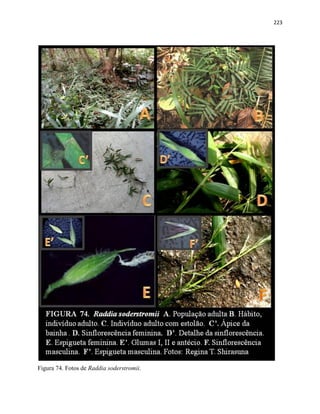 223
Figura 74. Fotos de Raddia soderstromii.
 