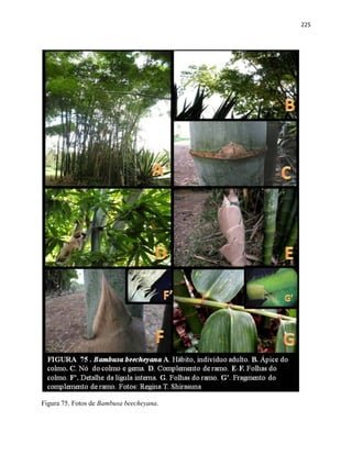 225
Figura 75. Fotos de Bambusa beecheyana.
 