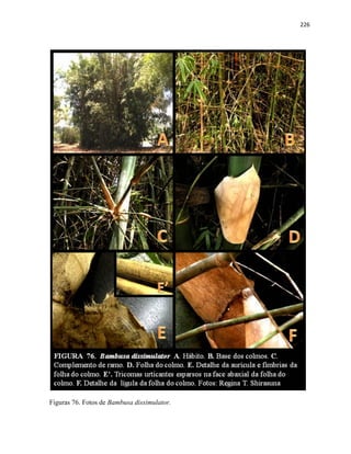 226
Figuras 76. Fotos de Bambusa dissimulator.
 