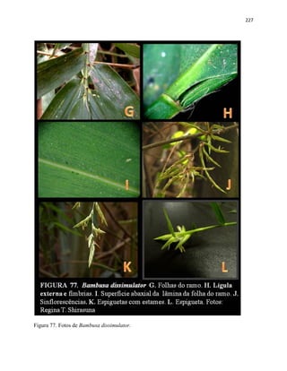 227
Figura 77. Fotos de Bambusa dissimulator.
 