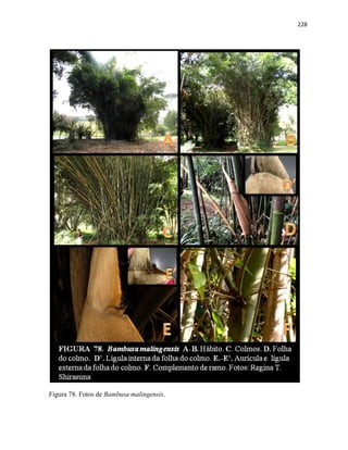 228
Figura 78. Fotos de Bambusa malingensis.
 