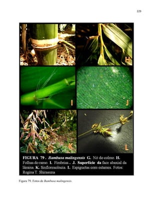 229
Figura 79. Fotos de Bambusa malingensis.
 