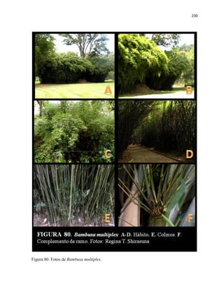 230
Figura 80. Fotos de Bambusa multiplex.
 