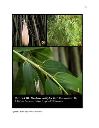 231
Figura 81. Fotos de Bambusa multiplex.
 