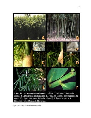 232
Figura 82. Fotos de Bambusa tuldoides.
 