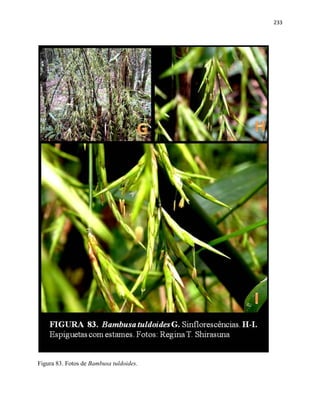 233
Figura 83. Fotos de Bambusa tuldoides.
 