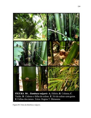 234
Figura 84. Fotos de Bambusa vulgaris.
 