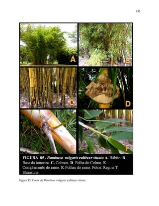 235
Figura 85. Fotos de Bambusa vulgaris cultivar vittata.
 