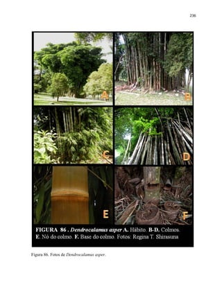 236
Figura 86. Fotos de Dendrocalamus asper.
 