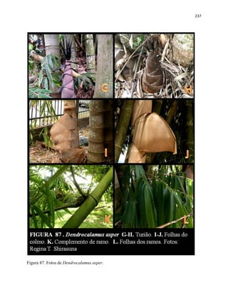 237
Figura 87. Fotos de Dendrocalamus asper.
 